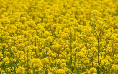 Sunday Scriptures, June 13